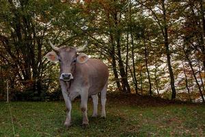 vache broutant dans la montagne photo