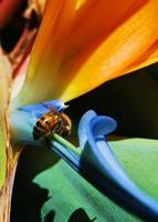 abeille sur oiseau de paradis photo