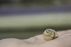 une coquille d'escargot sur une main