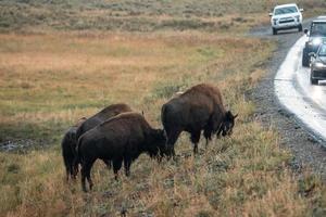 un troupeau de bisons se déplace rapidement le long de la rivière firehole dans le parc national de yellowstone près du bassin de geyser à mi-chemin. bison américain ou buffle dans le parc national de yellowstone usa wayoming photo