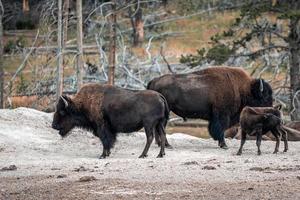 un troupeau de bisons se déplace rapidement le long de la rivière firehole dans le parc national de yellowstone près du bassin de geyser à mi-chemin. bison américain ou buffle dans le parc national de yellowstone usa wayoming photo