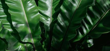 feuilles vertes tropicales photo