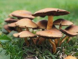 champignons bruns sur l'herbe verte photo
