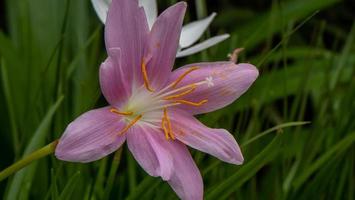 gros plan lis de pluie qui fleurit dans le jardin photo