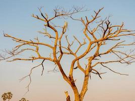 arbre sec sur le terrain photo