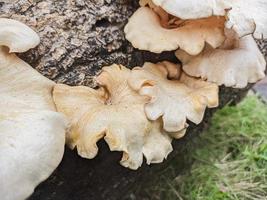 champignons qui poussent dans le bois à l'automne. ce champignon est un type de plante non comestible qui prospère à l'automne photo