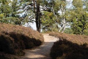 sentiers de VTT dans la réserve naturelle de bruyère de fishbek photo