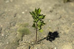 la plante pousse dans l'asphalte. une petite plante en pleine terre. sol percé de pousses faibles. photo