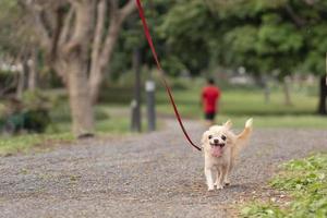 mignon chien chihuahua brun avec laisse dans le parc. concept prendre des animaux de compagnie pour la promenade et le bonheur des animaux de compagnie photo