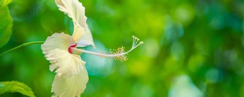 macro nature abstraite, fleur d'hibiscus au feuillage vert flou. closeup nature zen, couleurs vives, fond floral de jardin tropical ensoleillé. fleur exotique épanouie idyllique