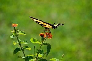 papillon machaon sur une fleur photo