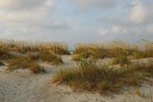 avoine de mer sur la dune de sable photo