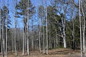 barons dans la forêt photo