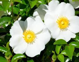 roses cherokee blanches photo