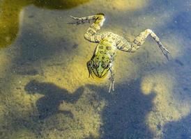 grenouille verte en gros plan nageant dans l'eau boueuse de l'étang. pelophylax esculentus. amphibie photo