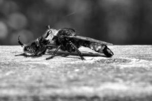 Mouche jaune ou mouche voleuse comme image en noir et blanc avec un bourdon comme proie photo