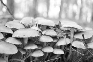 un groupe de petits champignons en filigrane, pris en noir et blanc, sur le sol de la forêt photo