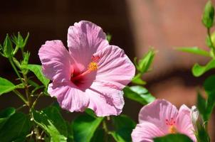 hibiscus rose dans le jardin photo