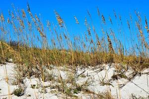 avoine de mer sur la dune de sable photo