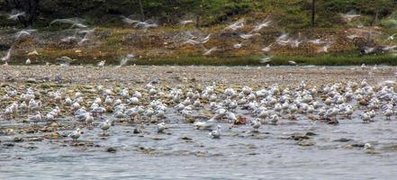 hérons cherchant dans la rivière photo