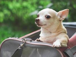 chien chihuahua brun debout dans un sac de transport pour animaux de compagnie de voyageur en tissu rose sur l'herbe verte, regardant attentivement la caméra. en attendant d'aller chez le vétérinaire. photo