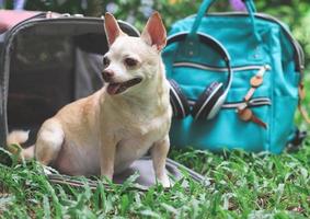 chien chihuahua à cheveux courts brun assis devant un sac de transport pour animaux de compagnie de voyageur en tissu rose sur l'herbe verte dans le jardin avec sac à dos et écouteurs. photo