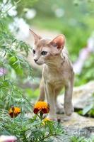 jeune chat abyssin couleur faune avec une laisse marchant dans la cour. animaux de compagnie marchant à l'extérieur, aventures dans le parc. photo