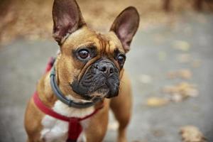 bouledogue français se promène dans le parc d'automne photo