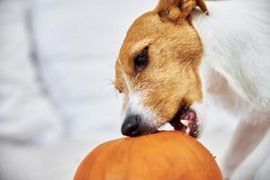 un chien ronge une citrouille orange à l'intérieur photo