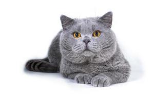 chat british shorthair aux yeux orange vif. isolé sur fond blanc. photo