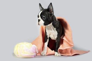 chien boston terrier après un bain a plié une serviette de bain et une éponge de douche photo