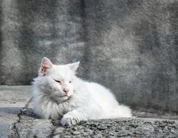 Grand chat de rue blanc sur fond gris se prélassant au soleil