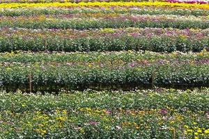 jardin de fleurs de chrysanthème photo