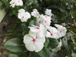 belle fleur couleur blanche et rose avec fond de nature vert feuille frais naturel pour la conception de flyers et etc. photo