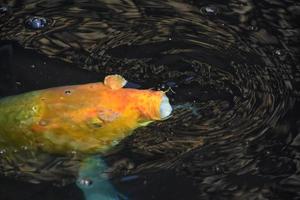 poisson koi orange brillant avec sa bouche ouverte photo