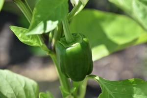 poivron vert suspendu à une plante photo