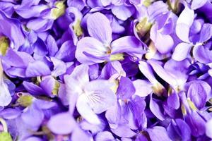 fleurs violettes photo