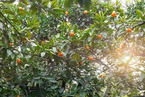 mandarine mûre juteuse sur une branche dans un jardin verdoyant avec des gouttes d'humidité. photo