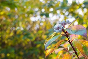 la beauté du vert des fleurs, des feuilles, de la nature avec le soleil du matin. photo