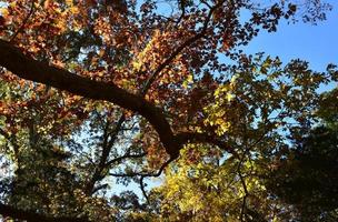 regardant le ciel bleu à travers les feuilles d'automne colorées photo