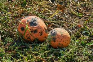 citrouilles endommagées qui poussent dans le jardin aux beaux jours photo