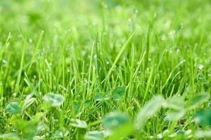 fond naturel vert de brins d'herbe avec des gouttelettes de rosée. photo