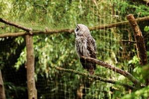 la chouette effraie est la plus commune de son espèce et se trouve dans le monde entier. grand zoo. chouette au zoo photo