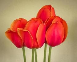 belles tulipes orange, variété ad rem, sur un fond uni photo