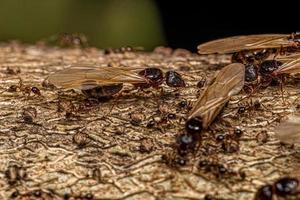 fourmis femelles adultes à grosse tête photo