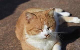 chat tigré beige et blanc avec un visage rond au repos photo