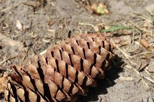 Une longue pomme de pin posée sur le sol avec des aiguilles brunes dans une forêt photo