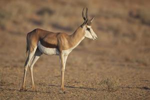 Springbok dans la lumière du lever du soleil du Kalahari