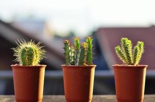 trois cactus