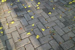 une belle fleur nommée trompette d'or tombe sur la route goudronnée photo